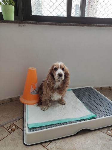 Customer photo review of Weasy Cão