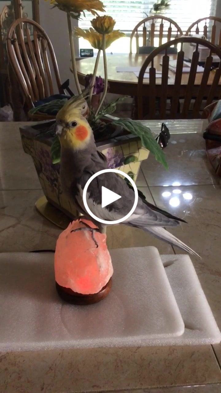 Customer video review of Replacement LED Base For Color Changing Salt Lamps