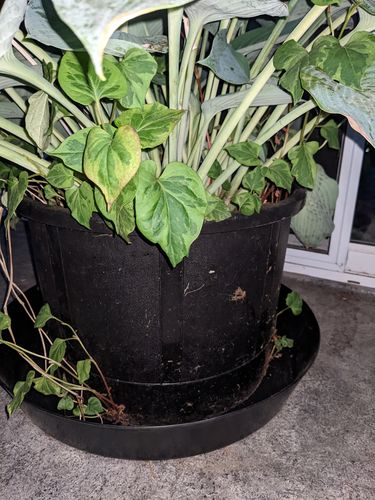 Customer photo review of Gro Pro® Heavy-Duty Black Saucers