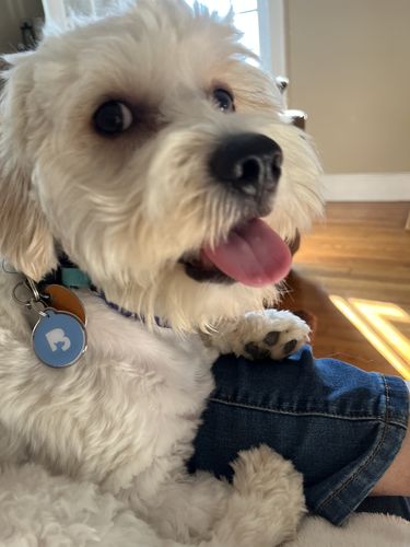 Customer photo review of Blue