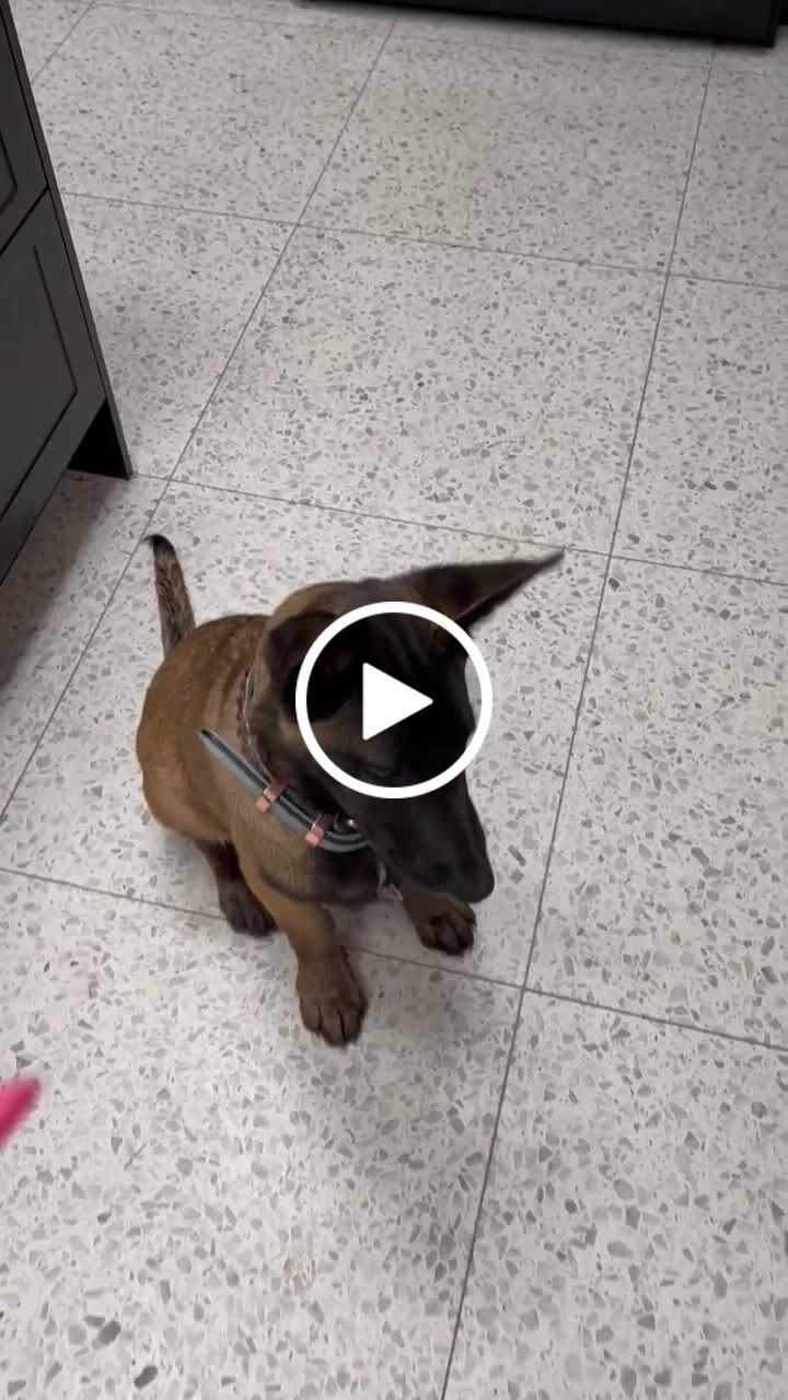 Customer video review of Hand Made Leather Dog Collar - Imperial Baby Blue & Rose Gold (Wide Fit)