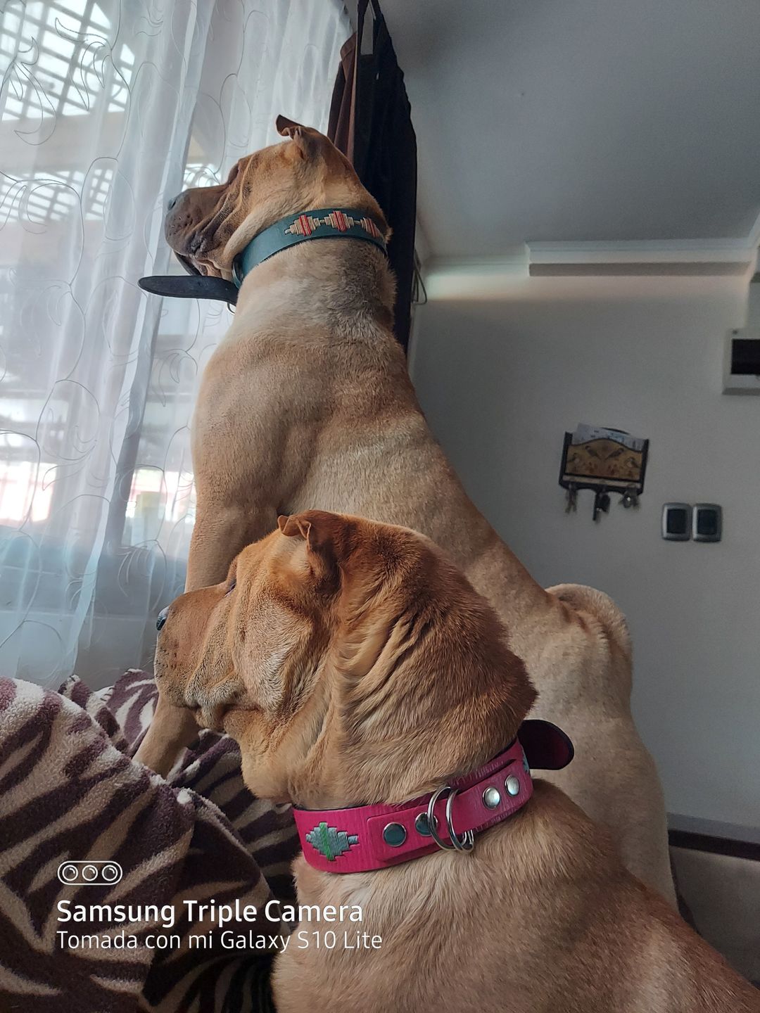 Customer photo review of Collar Toby Jeans/Jeans B27