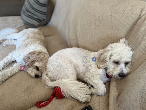 Customer photo review of Pink