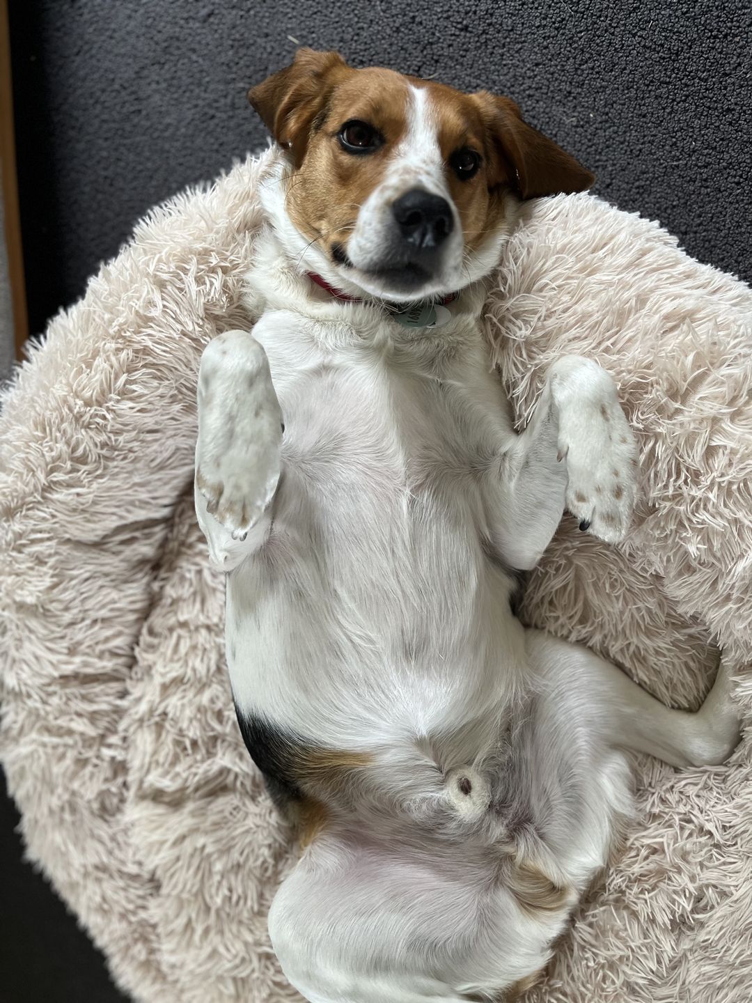 Customer photo review of Calming Dog Bed