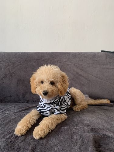 Customer photo review of UV & Bug Shirt - Repeltec for Dogs