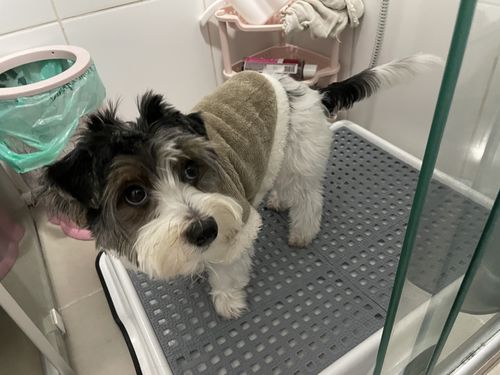 Customer photo review of Weasy Cão