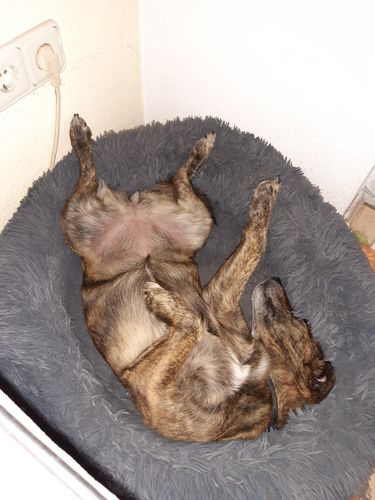 Customer photo review of Puppery Hundebett Wolke 7 - Das Original