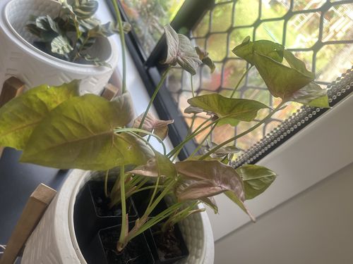 Customer photo review of Pink Arrowhead Plant | Syngonium Pink