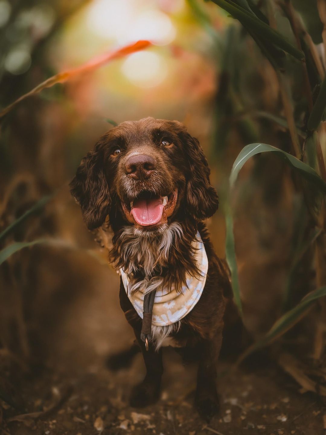 Customer photo review of Double Ended Training Lead | All Breeds - Durable & Soft 2m Lead - Red