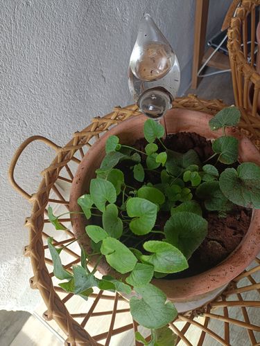Customer photo review of Mon petit oiseau - Le Jardin de Mamie®