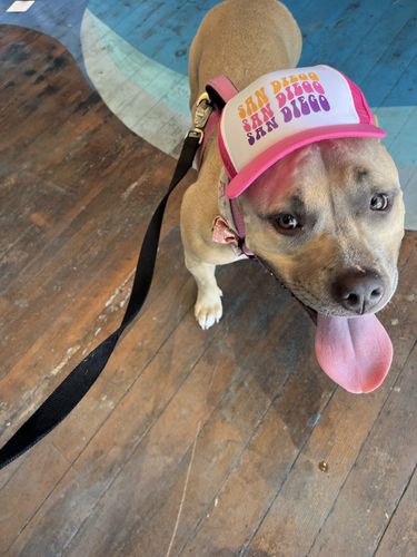 Customer photo review of Dog Hat - Puplid San Diego Hat For Dogs