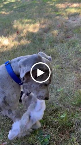 Customer video review of Explorer Silicone