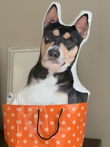 Customer photo review of Create A Custom Dog Pillow