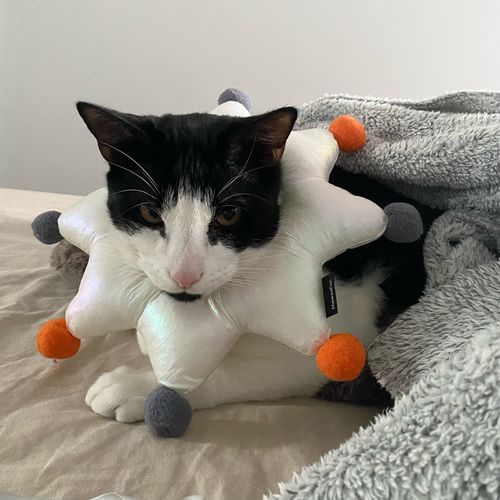 Customer photo review of Supermarcat Elizabethan Collar