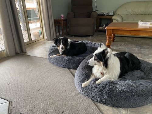 Customer photo review of Calming Dog Bed™ Australia-60% Off Today