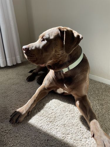 Customer photo review of Sage Collar - Recycled Ripstop