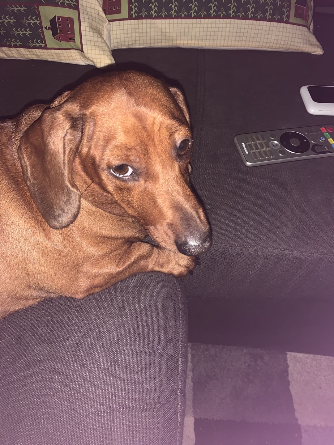 Customer photo review of Premium Aussie Beef Liver