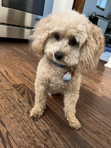 Customer photo review of Explorer