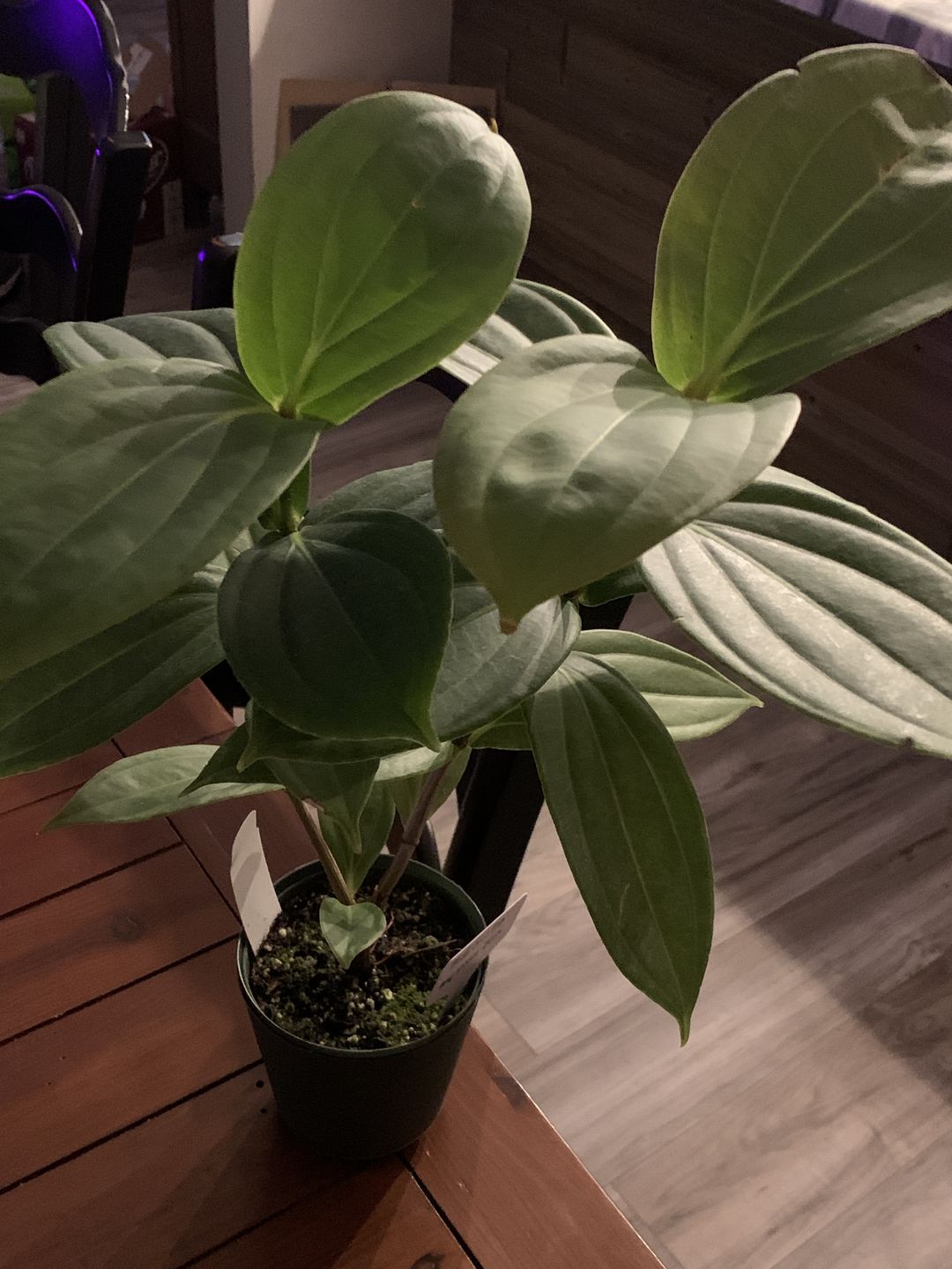 Customer photo review of 4" Medinilla myriantha