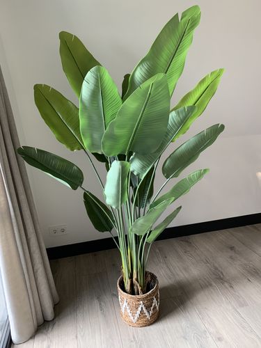 Customer photo review of Strelitzia Kunstplant 2 180cm