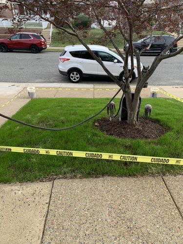 Customer photo review of GCI Turf Type Tall fescue Grass Seed