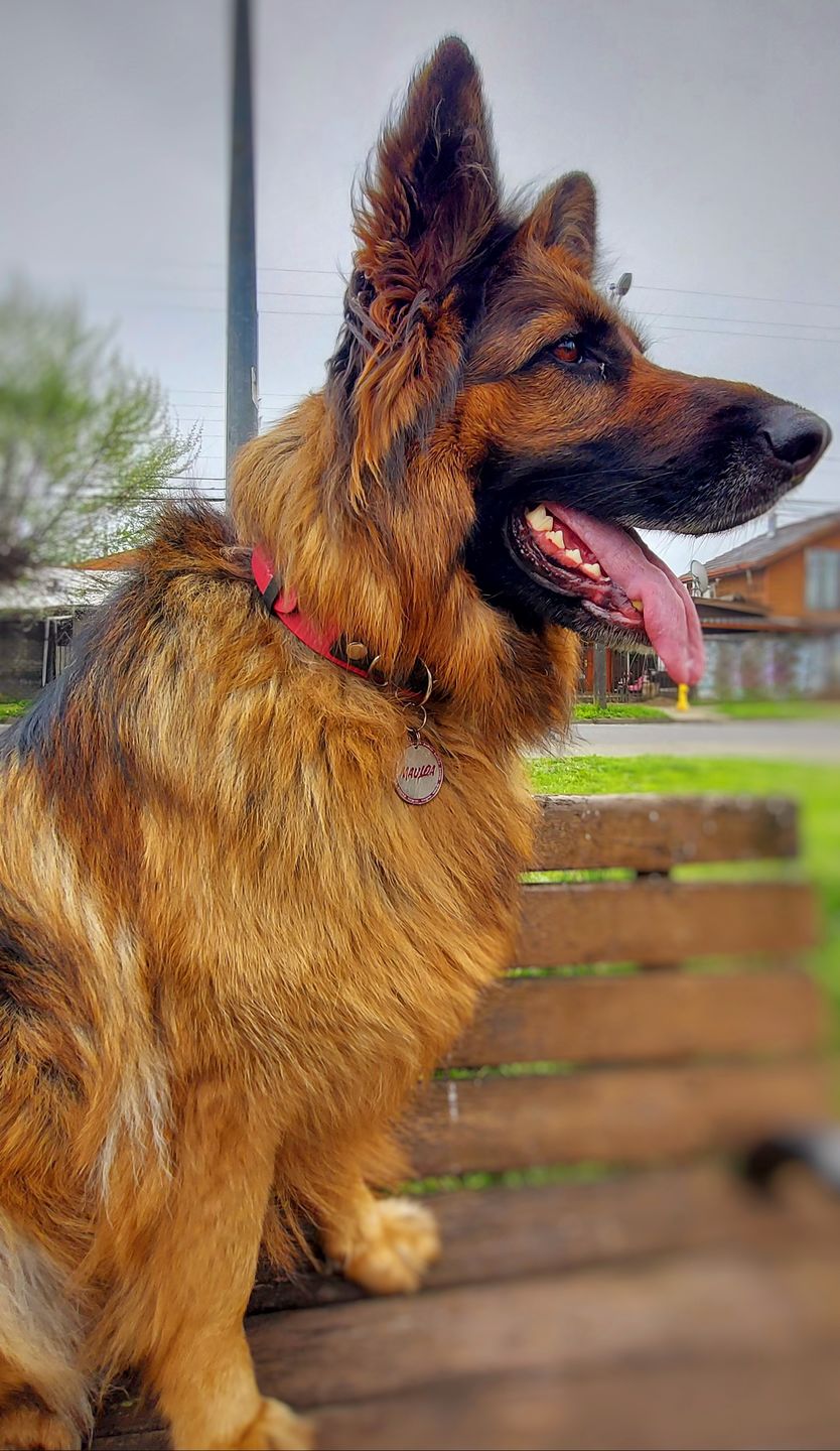 Customer photo review of Collar Duke Fucsia Corrugado/Gris