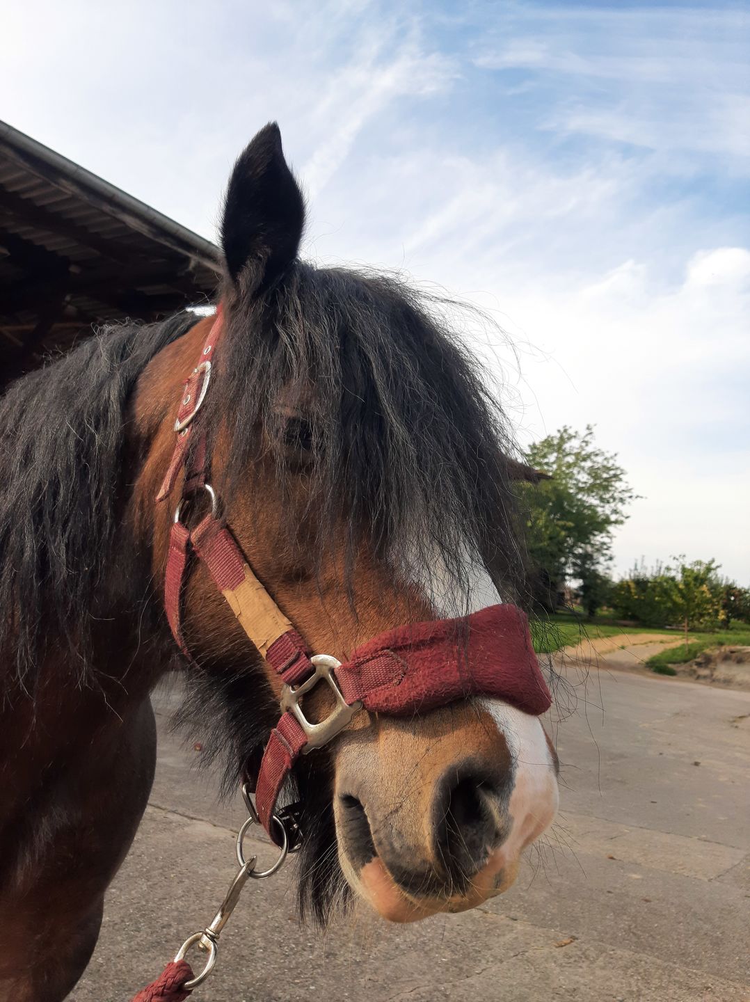 Customer photo review of Kristallkraft Brave Horse