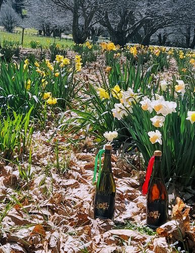 Customer photo review of Limited Edition 2022 Sparkling Vermentino