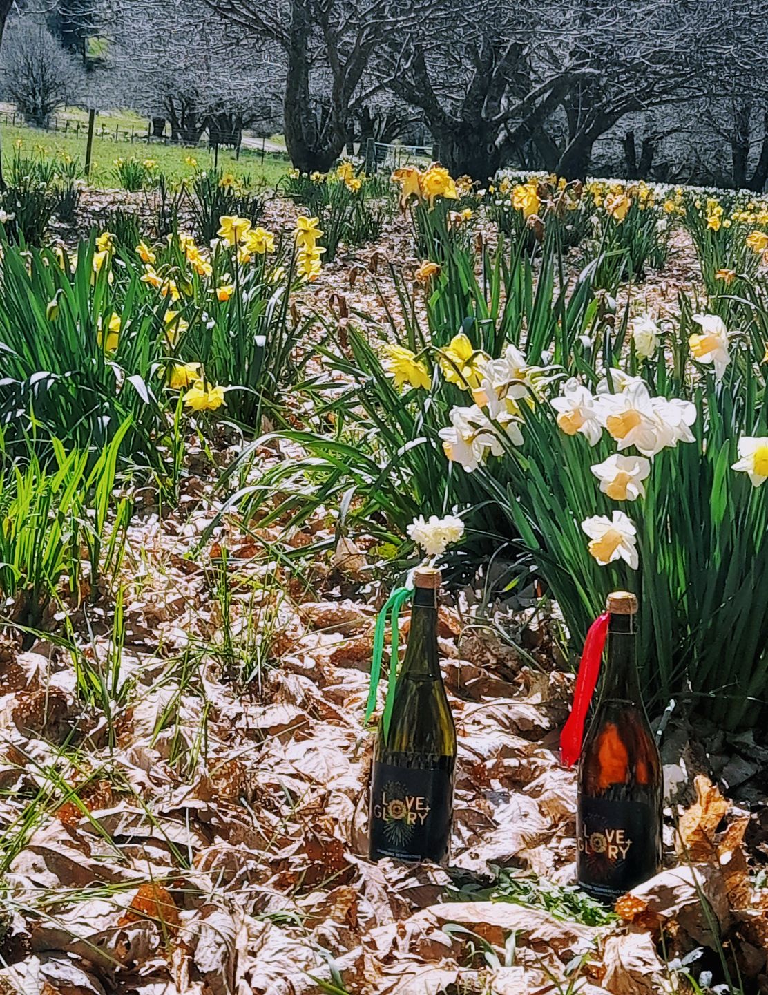 Customer photo review of Limited Edition 2022 Sparkling Vermentino