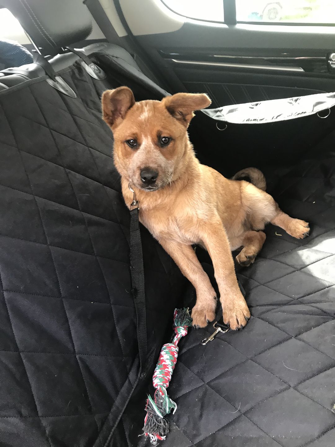 Customer photo review of Waterproof Pet Car Seat Cover With Mesh Window + Free Buckle Leash
