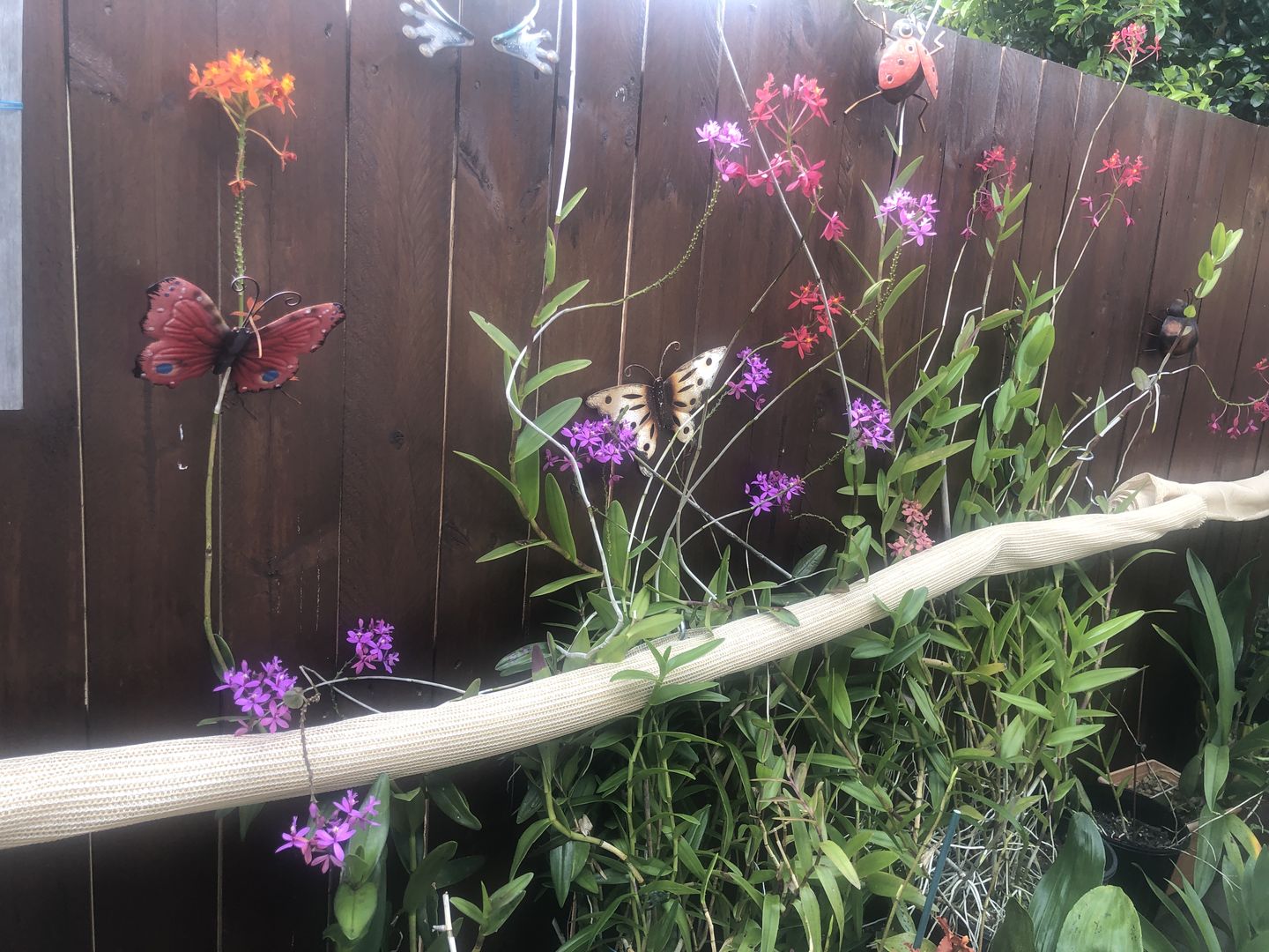 Customer photo review of Crucifix Orchid | Epidendrums