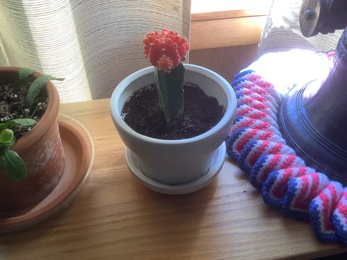 Customer photo review of Moon Cactus Red & Yellow | Gymnocalycium mihanovichii freidrichii