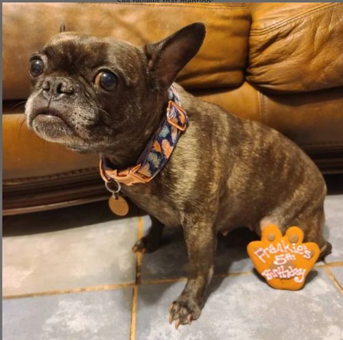 Customer photo review of Engraved buckle dog Collar - Purple boho feather