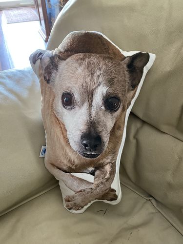 Customer photo review of Create A Custom Dog Pillow