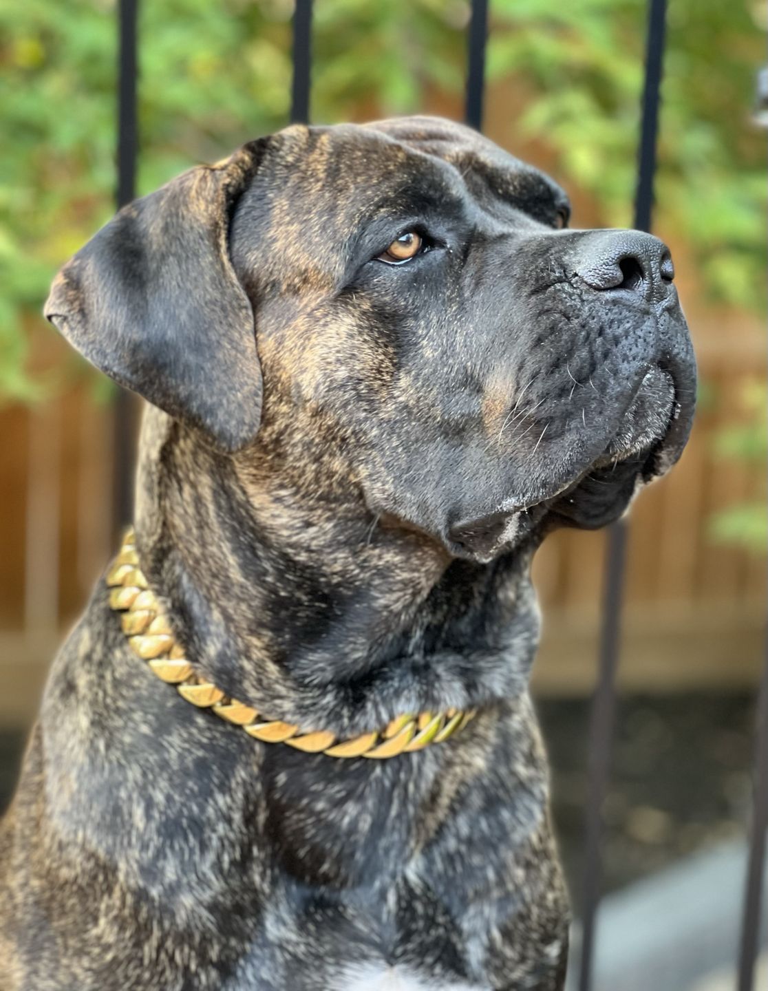 Customer photo review of THE KILO