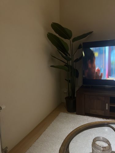 Customer photo review of Strelitzia Kunstplant 180cm