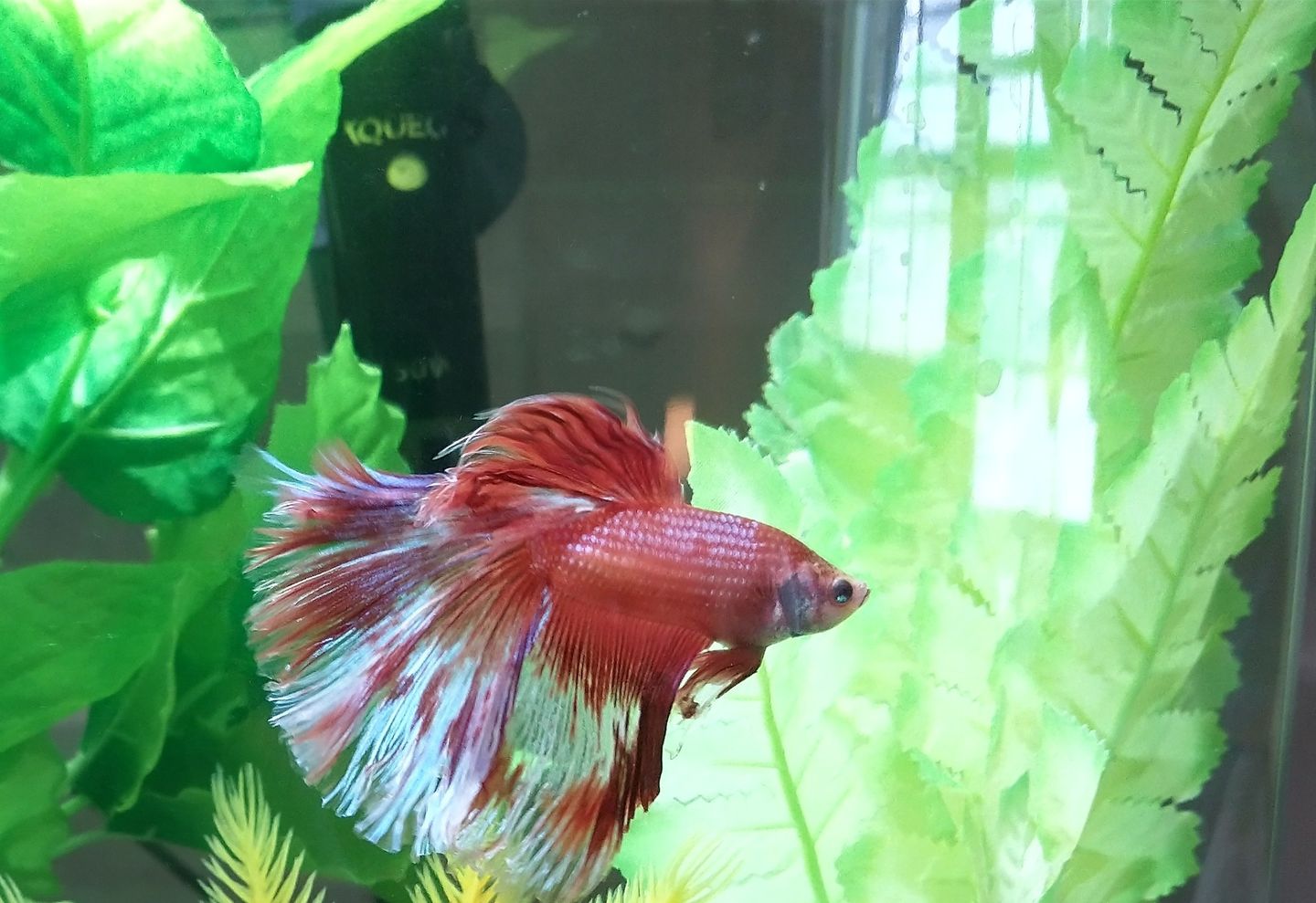 Customer photo review of Fritz A+ Aquarium Salt