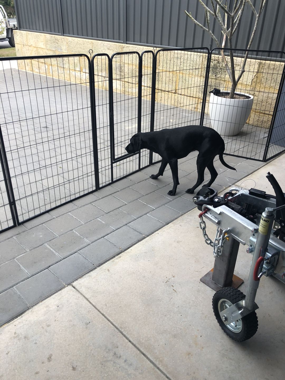 Customer photo review of PaWz 8 Panel Pet Dog Playpen