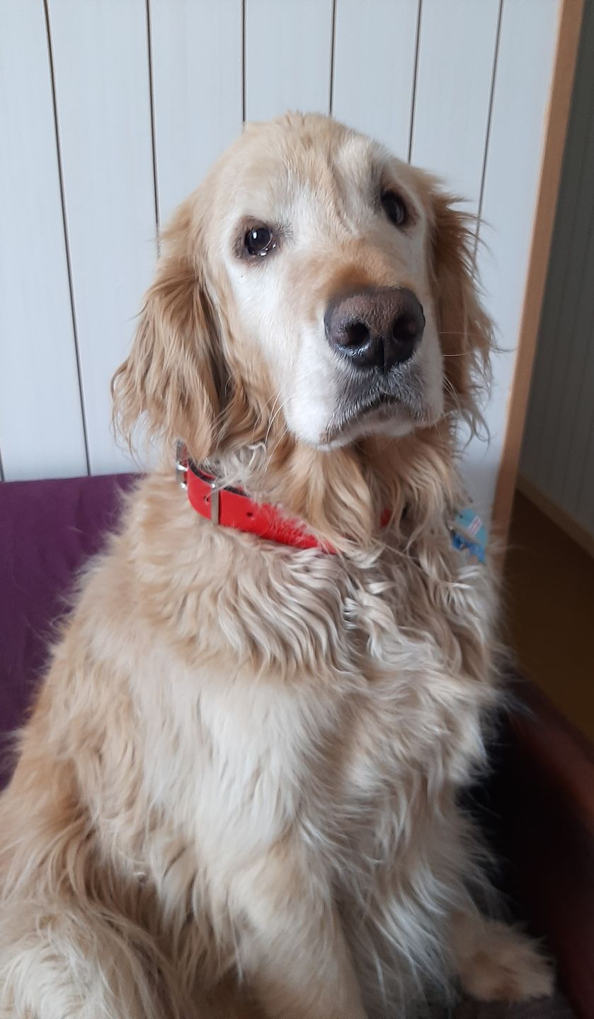 Customer photo review of Collar Duke Rojo/Negro
