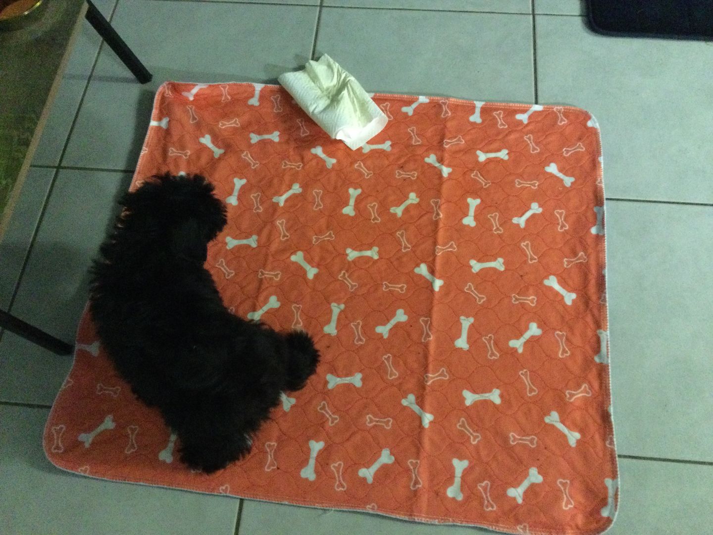 Customer photo review of Reusable Dog/Puppy Training Pee Pads