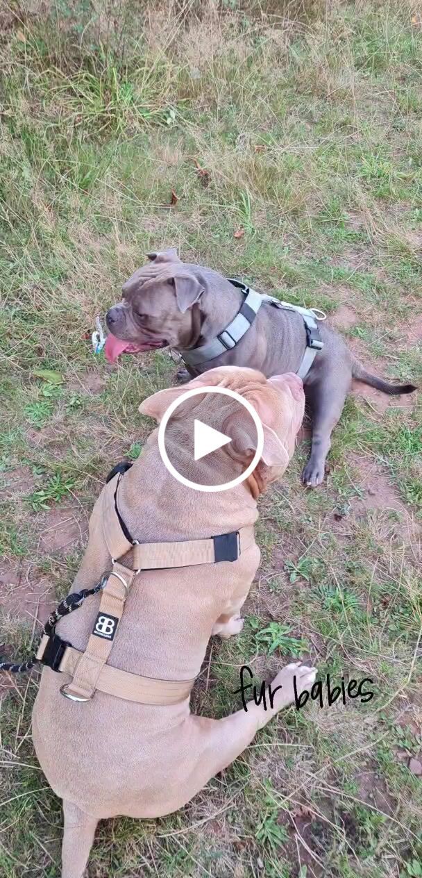 Customer video review of TRI-Harness® | Anti-Pull, Adjustable & Durable - Dog Trainers Choice - Metal Grey v2.0