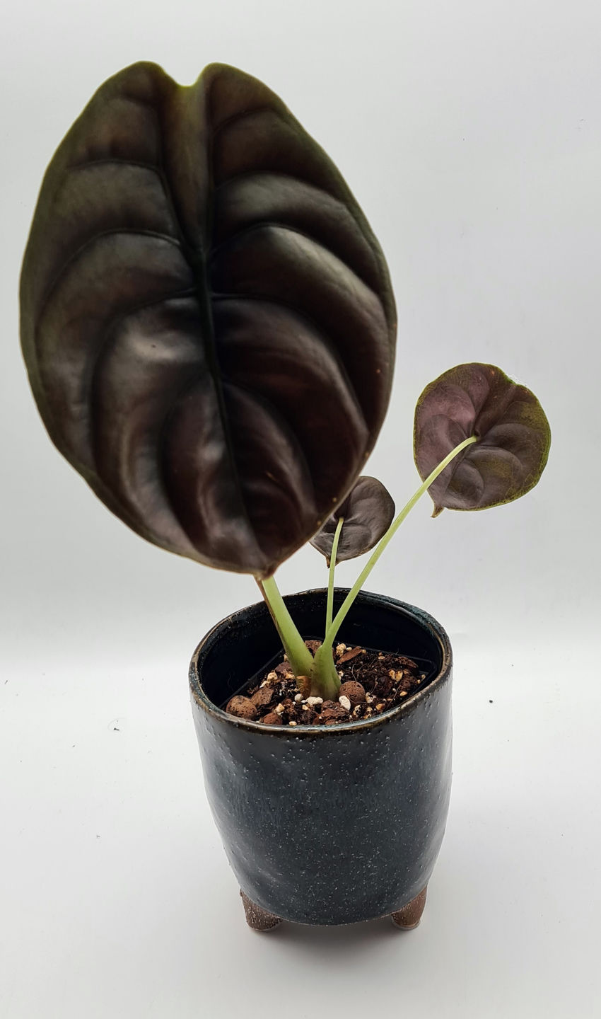 Customer photo review of ALOCASIA CUPREA RED SECRET