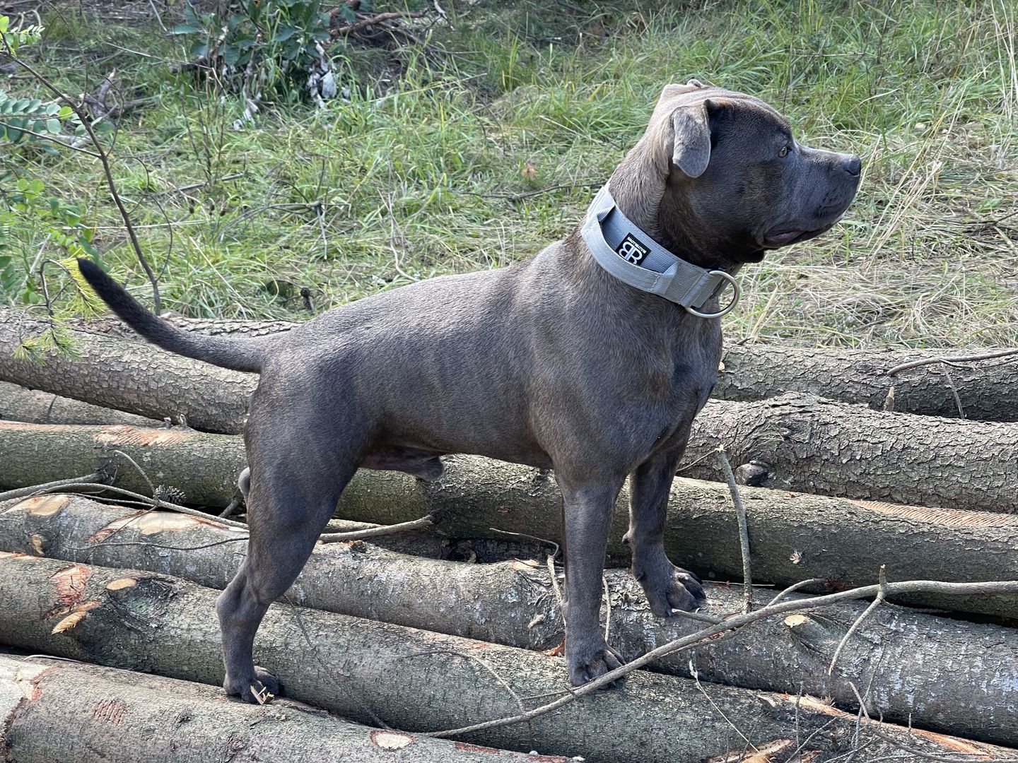 Customer photo review of TRI-Harness® | Anti-Pull, Adjustable & Durable - Dog Trainers Choice - Metal Grey v2.0