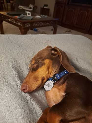 Customer photo review of Just Paws