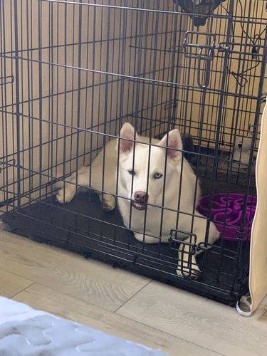 Customer photo review of Just Paws