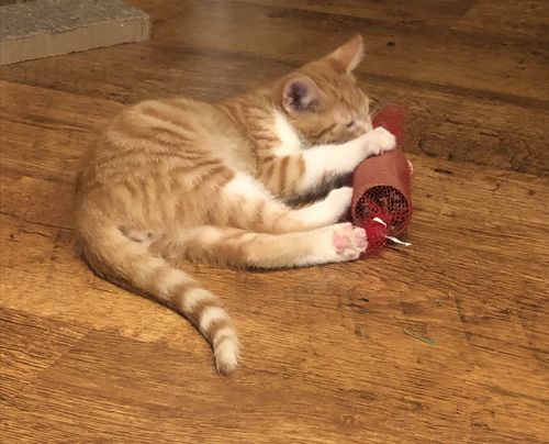 Customer photo review of Revolution Plus For Medium Cats 5.6-11 lbs (2.6-5kg)