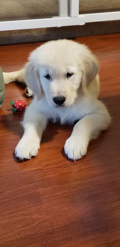 Customer photo review of Explorer Silicone