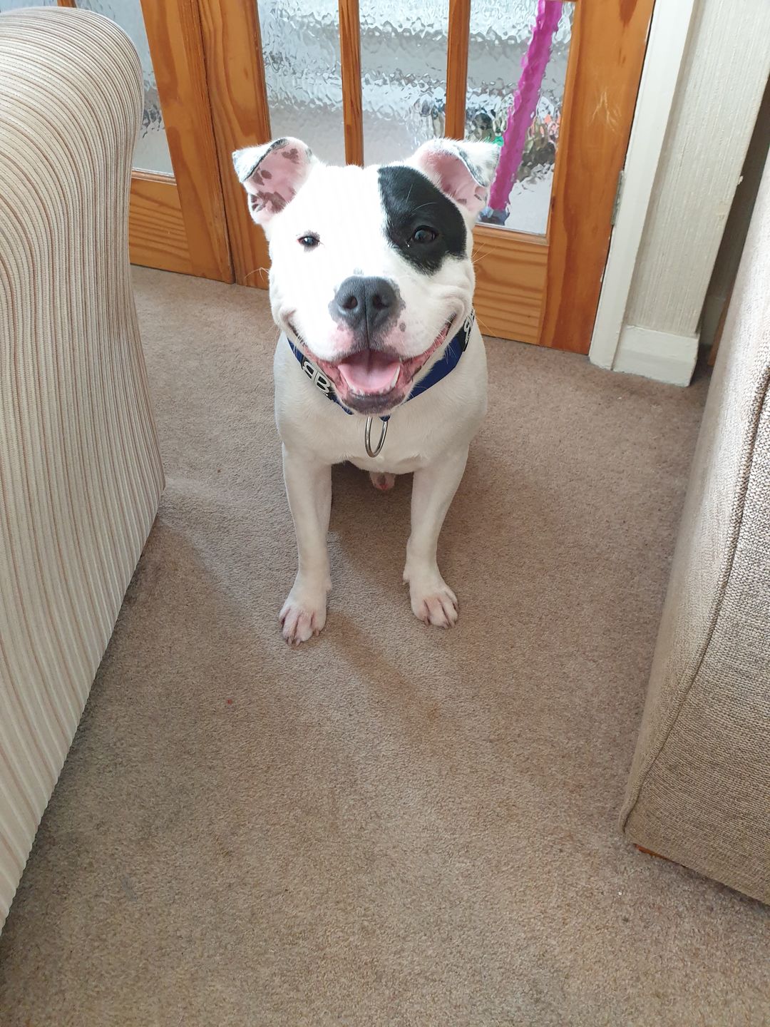 Customer photo review of 5cm RR Collar | Soft Padded & Reflective | Series 2 - Blue