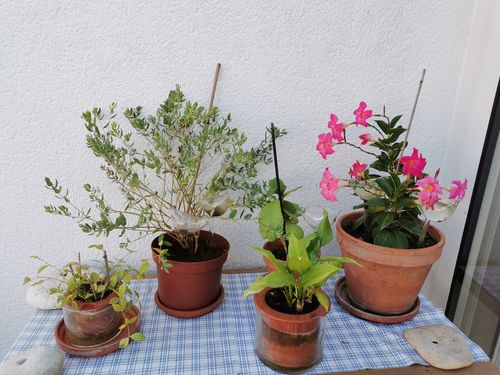 Customer photo review of Mon petit oiseau - Le Jardin de Mamie®