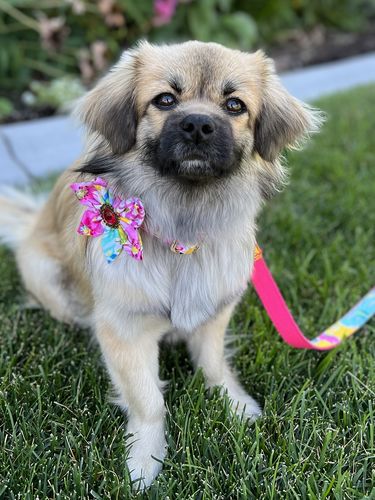 Customer photo review of Matching harness set package